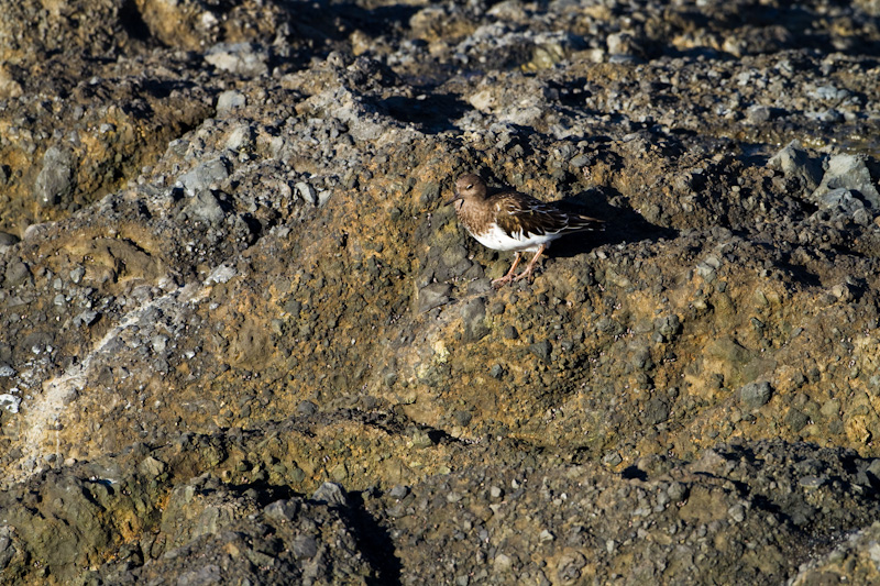 Black Turnstone